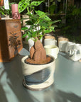 Ficus microcarpa ガジュマル