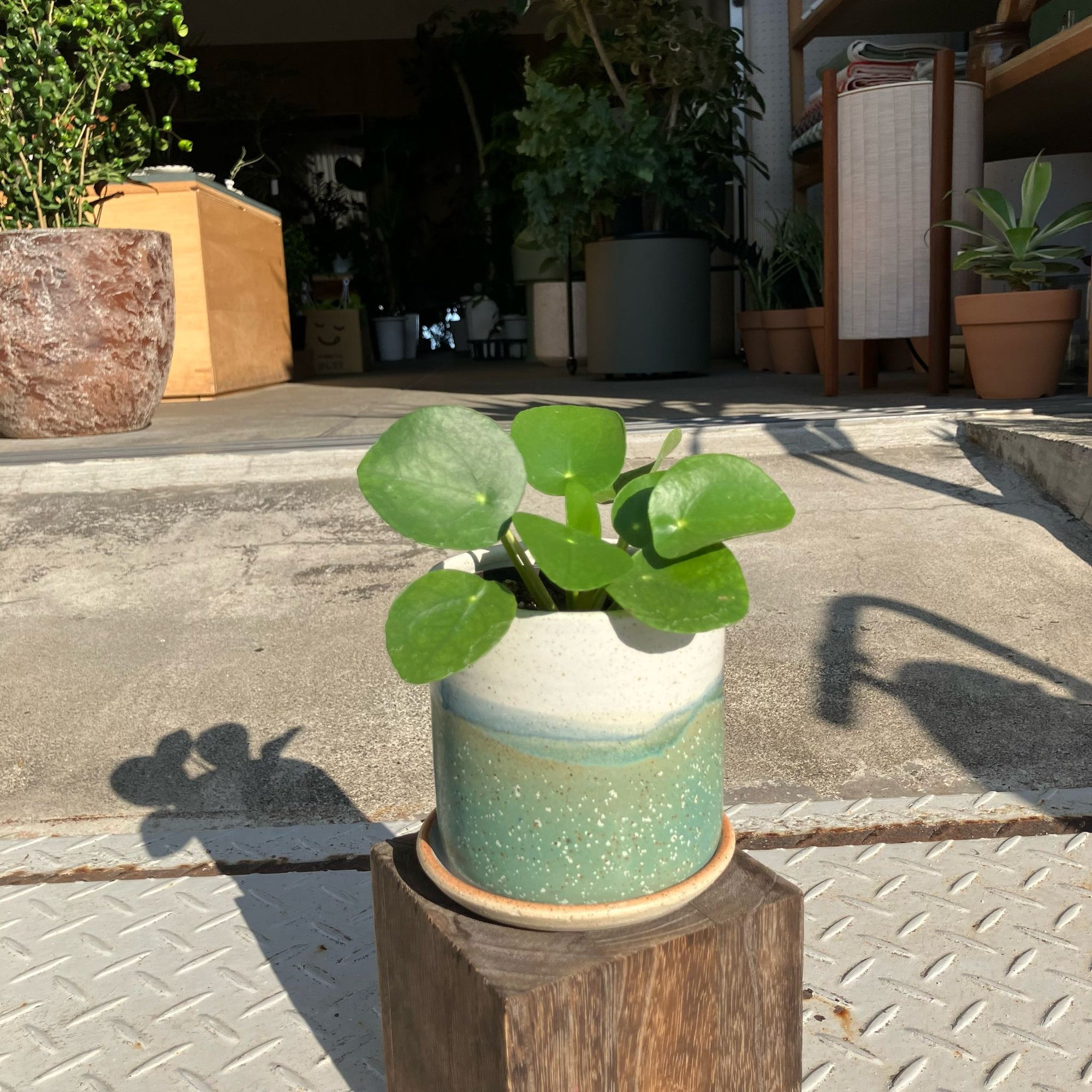 Pilea Peperomioides/Chinese Money Plant ピレア・ペペロミオイデス