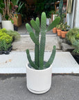 Consolea rubescens ウチワサボテン（スミエボシ）