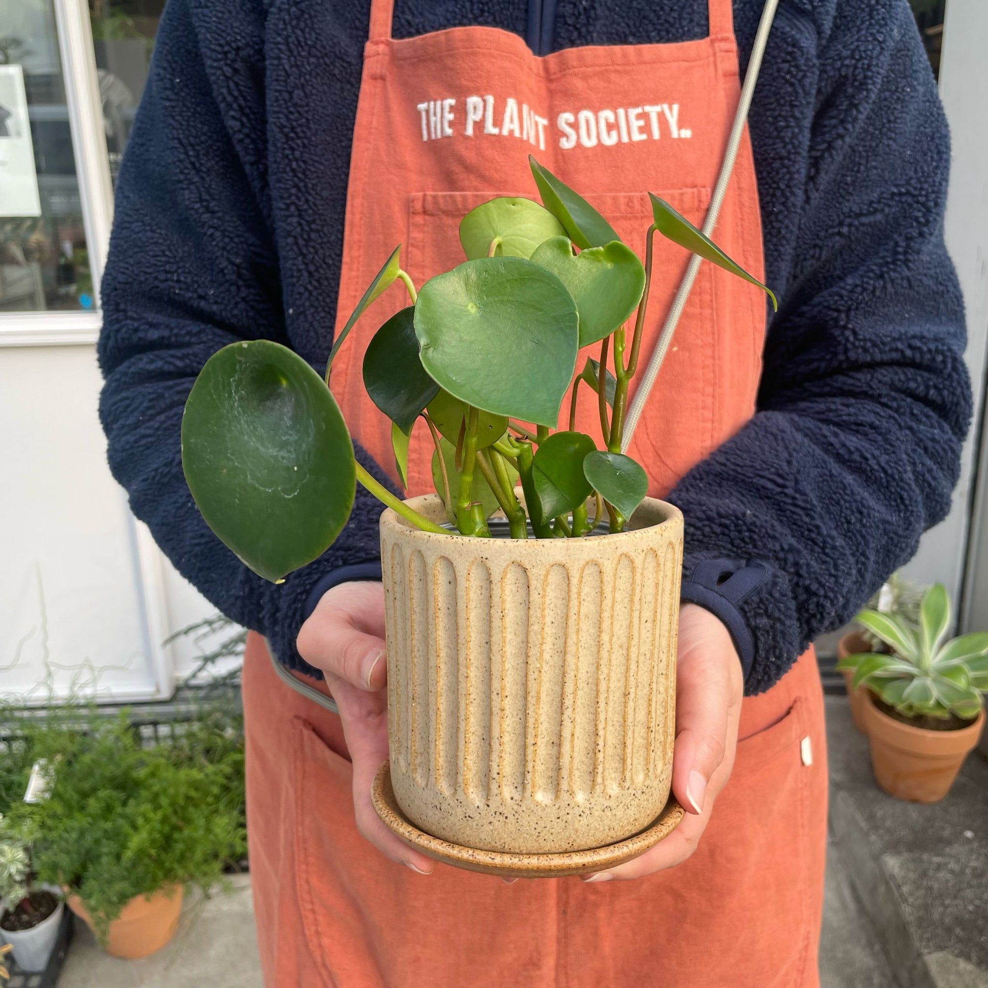 Coin Leaf Peperomia コインリーフぺペロミア