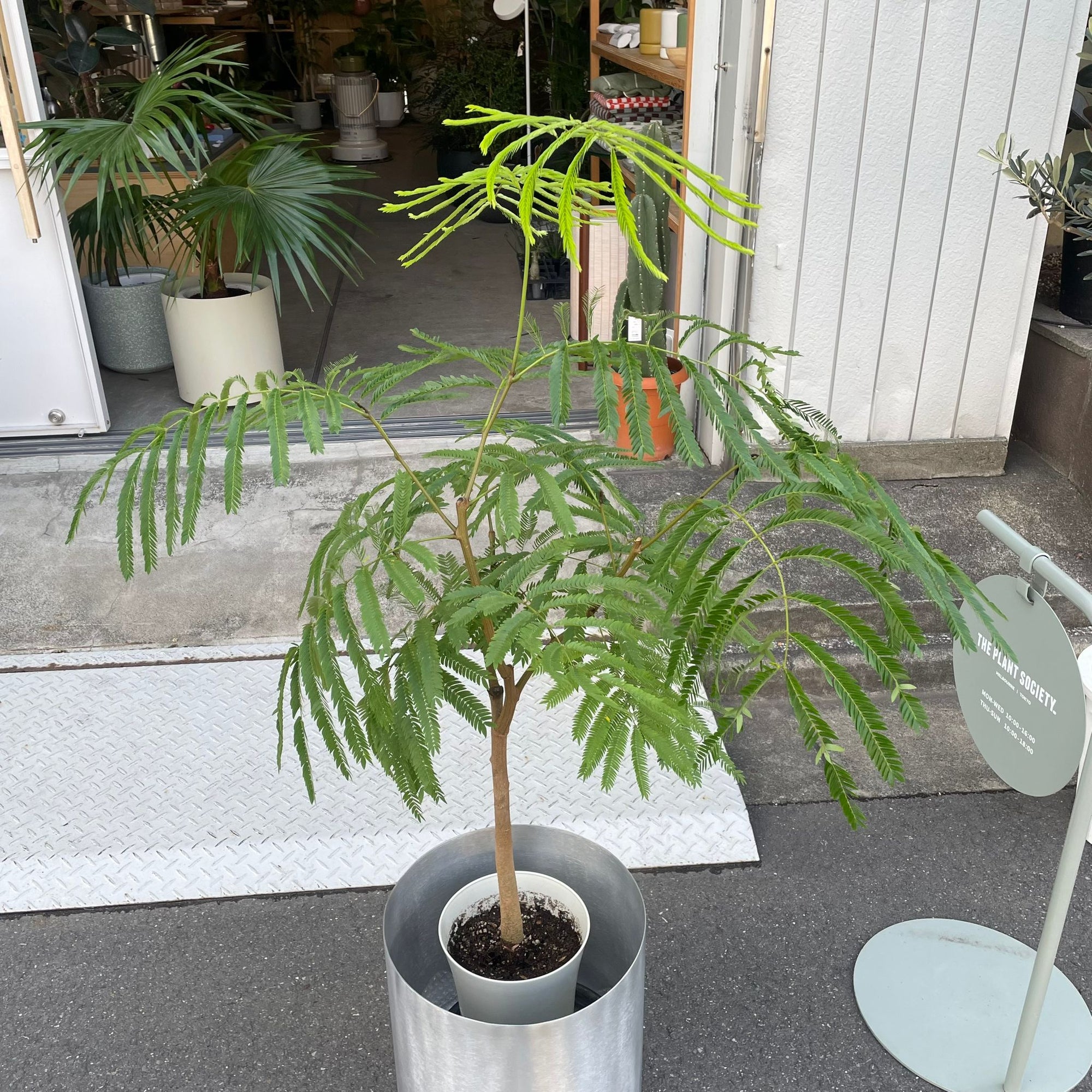 Ever Fresh Tree エバーフレッシュ
