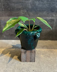 Sahara Jar Planter サハラ ジャー プランター