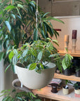 Pilea cadierei ピレア カディエレイ