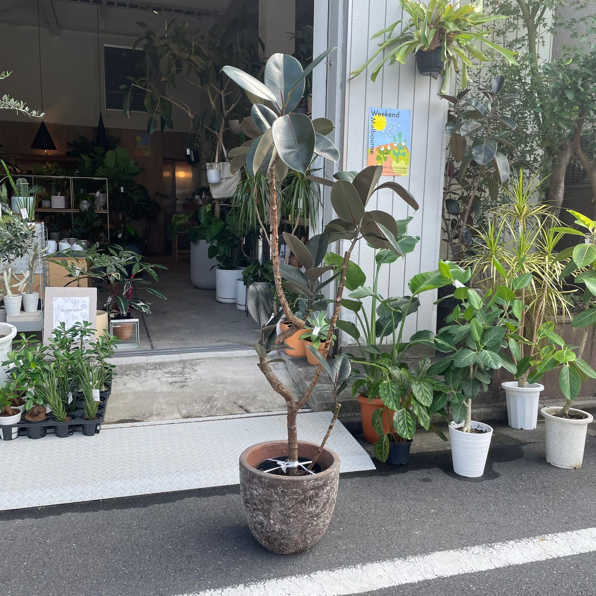 Rubber Plant (Ficus elastica 'Burgundy')フィカス バーガンディ