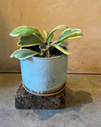 Hoya "Kerrii" ホヤ カーリー 斑入り