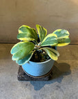 Hoya "Kerrii" ホヤ カーリー 斑入り