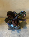 Peacock Plant Dottie カラテア ドッティ