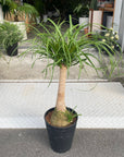 Ponytail Palm ポニーテールパーム トックリラン