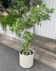 Dwarf Umbrella Tree   シェフレラ カポック 白斑入り