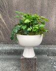 Grape Ivy(Cissus 'Ellen Danica') シッサス・エレンダニカ