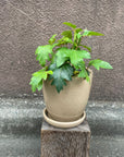 Grape Ivy(Cissus 'Ellen Danica') シッサス・エレンダニカ
