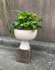 Grape Ivy(Cissus 'Ellen Danica') シッサス・エレンダニカ
