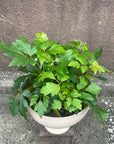 Grape Ivy(Cissus 'Ellen Danica') シッサス・エレンダニカ