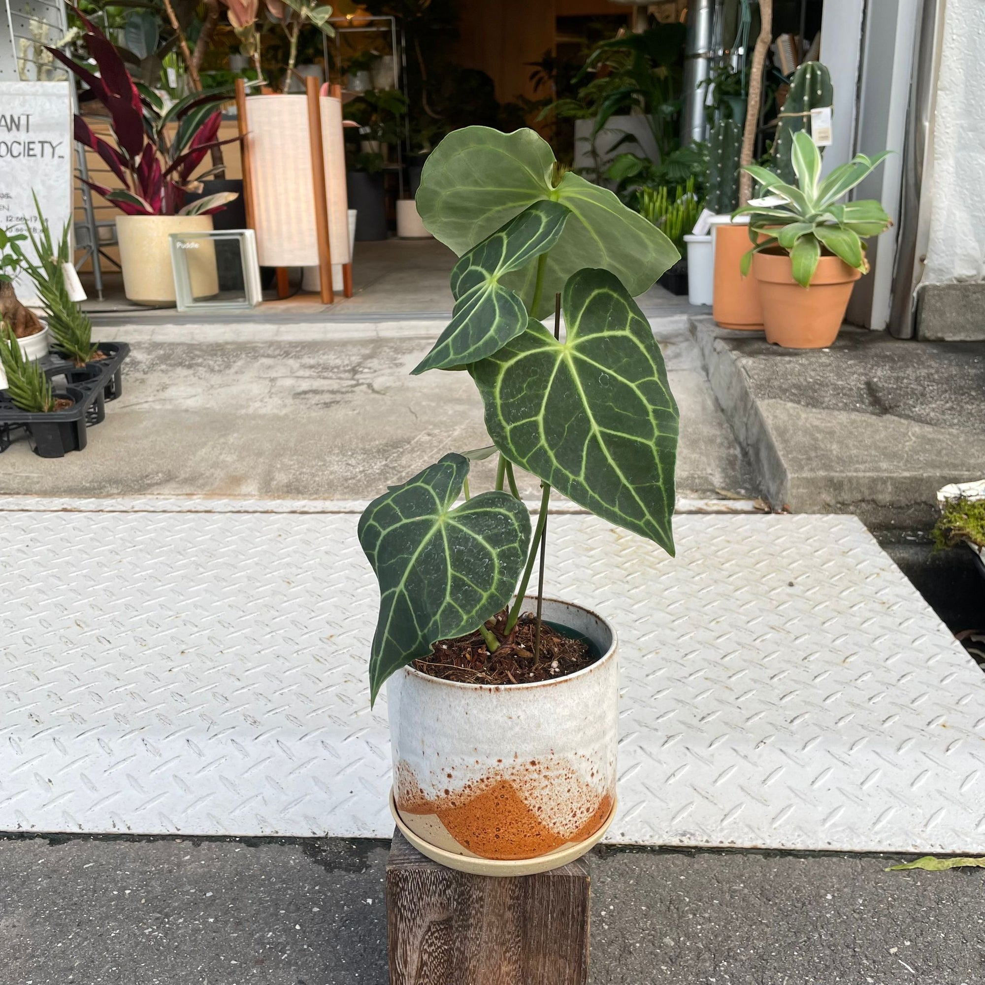 Anthurium clarinervium アンスリウム クラリネビューム