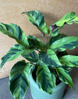 Calathea louisae ‘thai beauty  カラテア タイビューティー