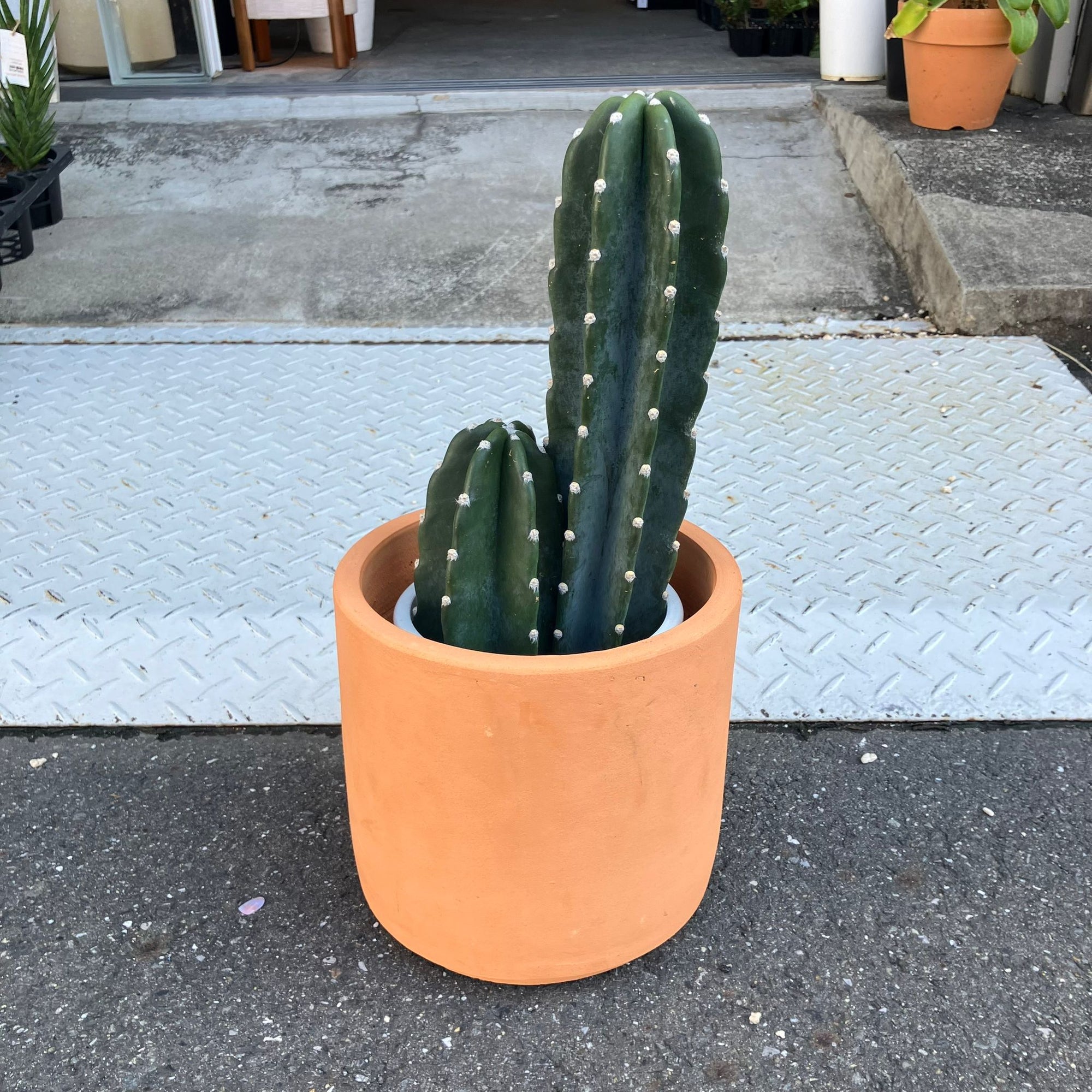 柱サボテン