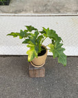 Philodendron 'Selloum' フィロデンドロン セローム