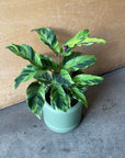 Calathea louisae ‘thai beauty  カラテア タイビューティー