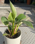 Philodendron 'Birkin' フィロデンドロン バーキン