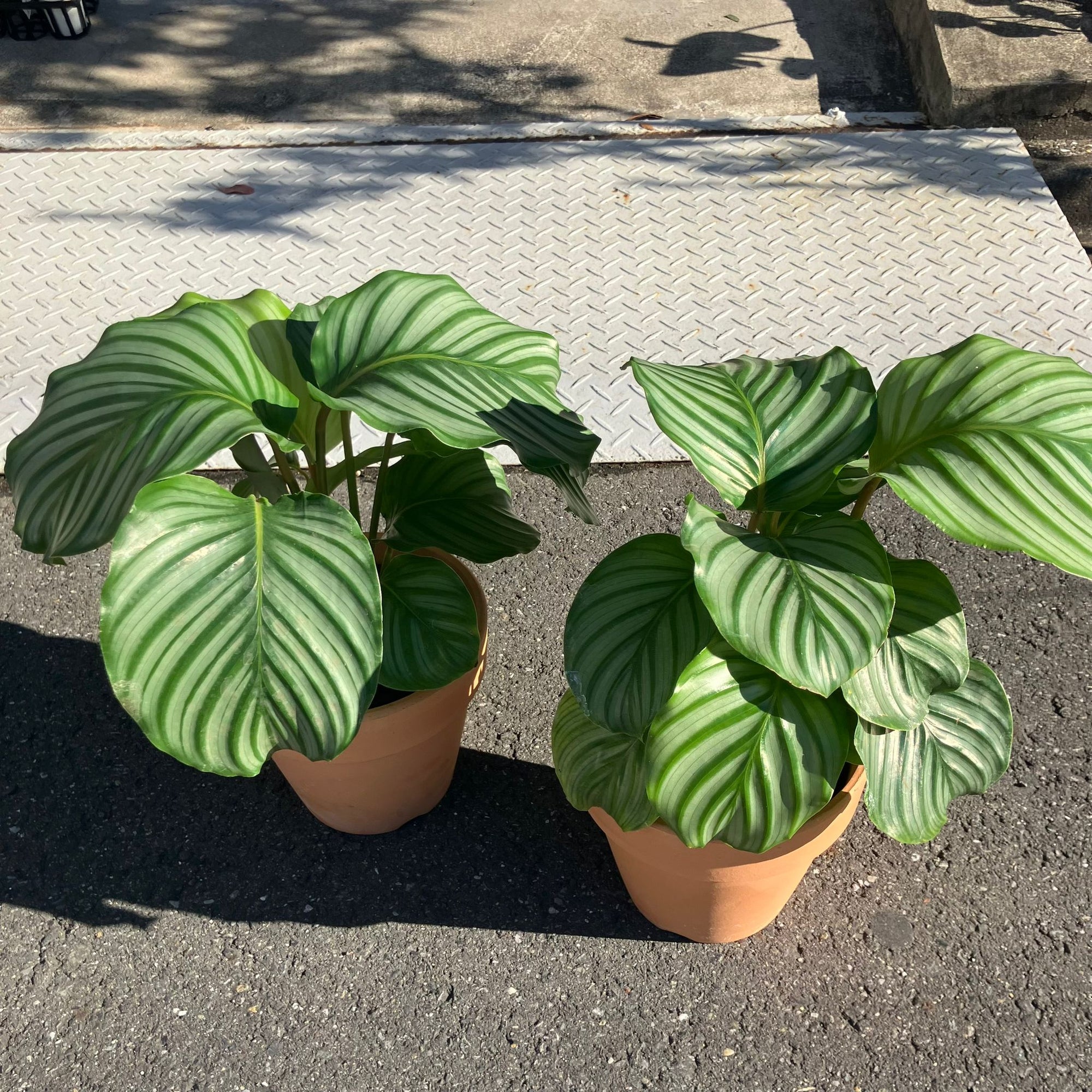 Peacock Plant (Calathea Orbifolia) カラテア オルビフォリア