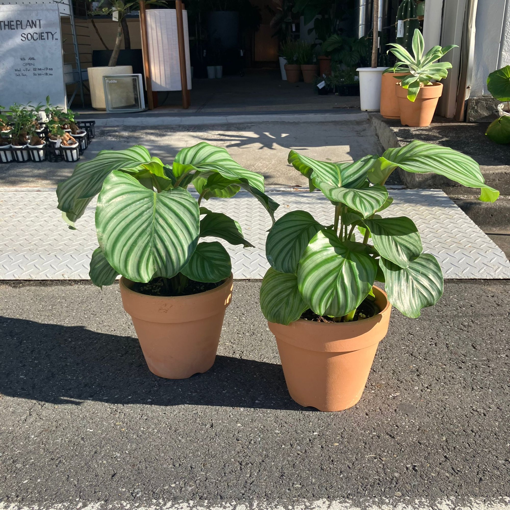 Peacock Plant (Calathea Orbifolia) カラテア オルビフォリア