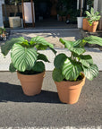 Peacock Plant (Calathea Orbifolia) カラテア オルビフォリア