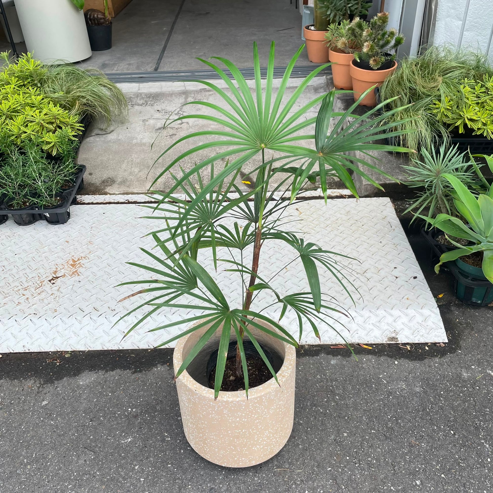 Lady Palm シュロ竹