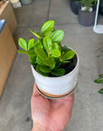 Peperomia Fairy ペペロミア ・フェアリー Size 3