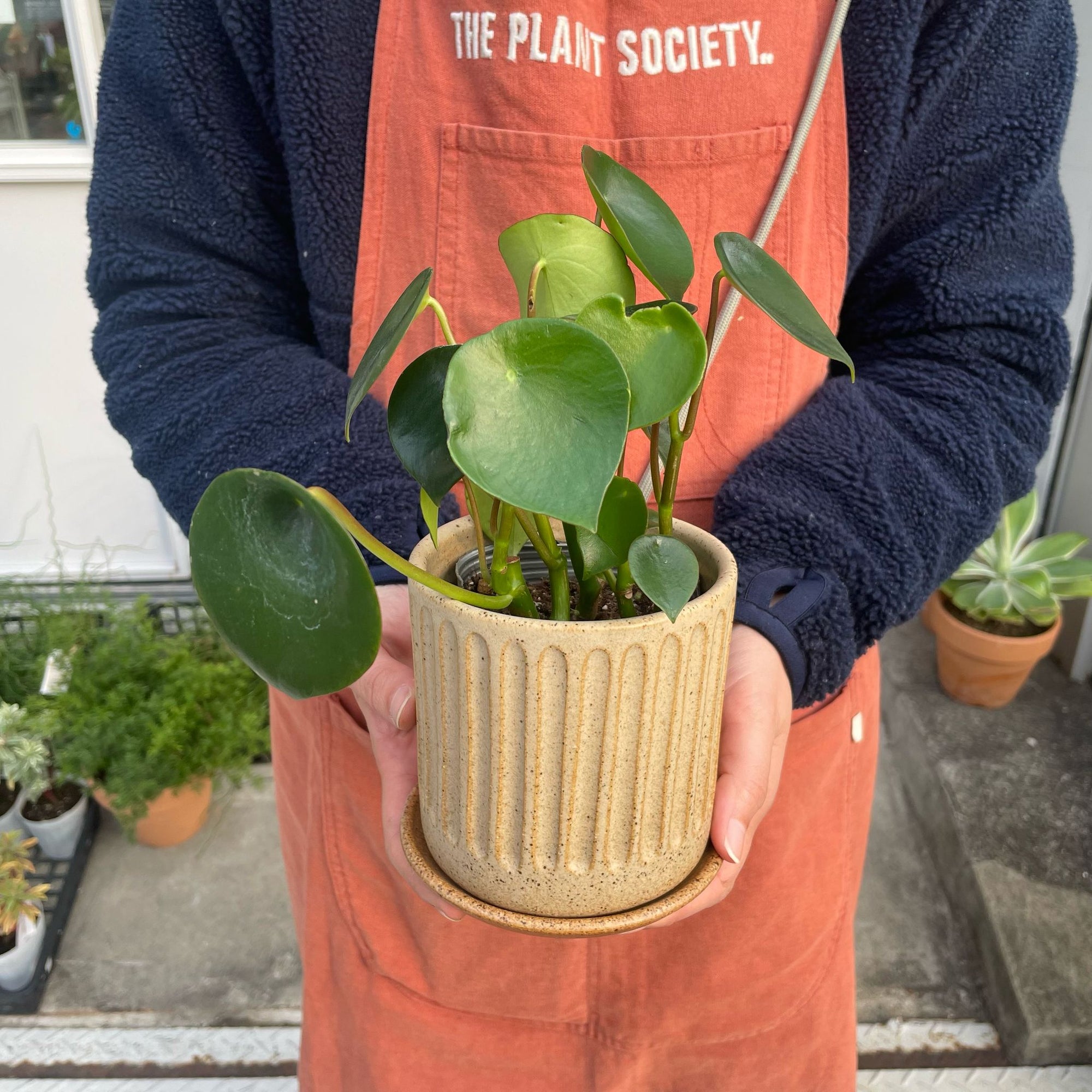 Coin Leaf Peperomia コインリーフぺペロミア
