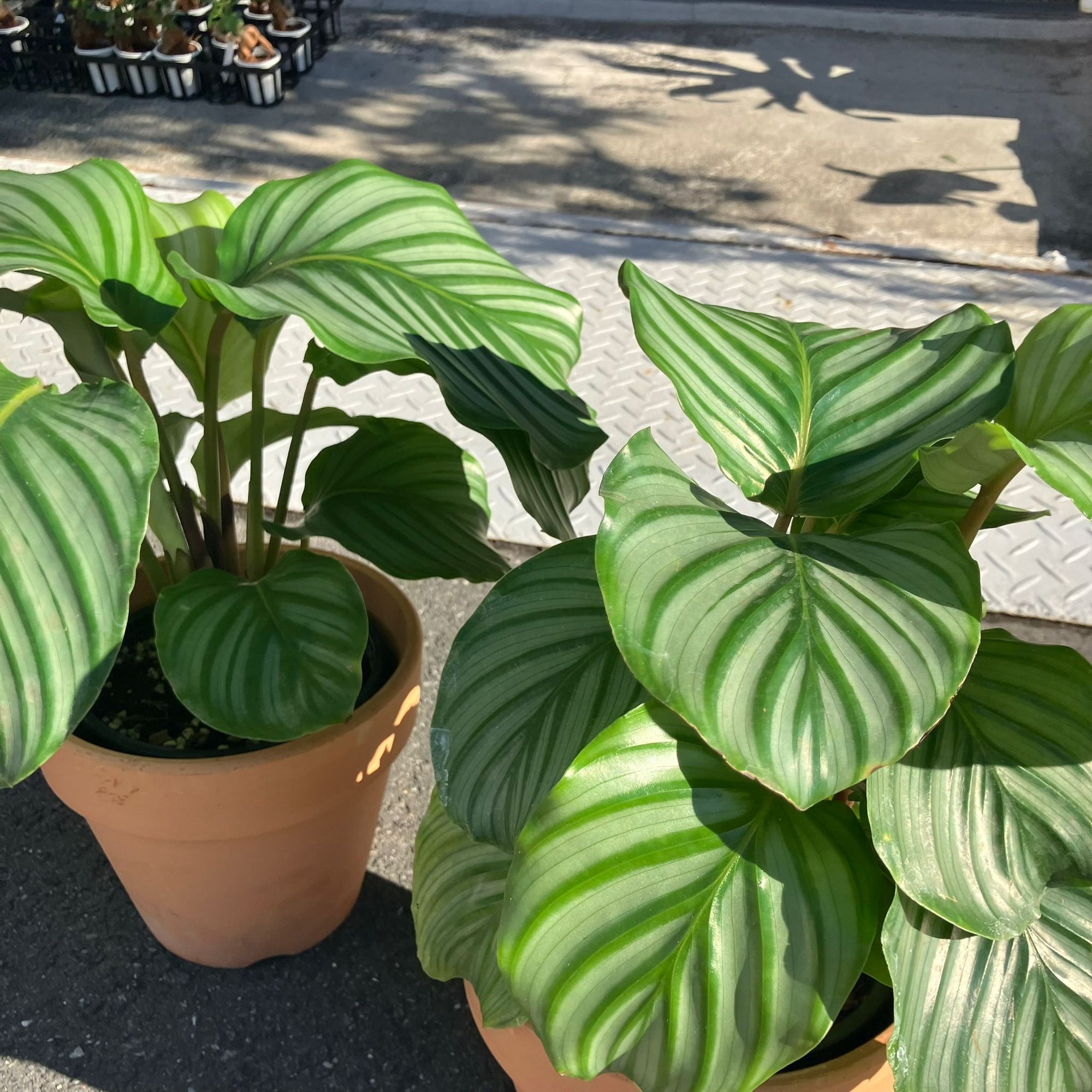 Peacock Plant (Calathea Orbifolia) カラテア オルビフォリア