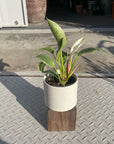 Philodendron 'Birkin' フィロデンドロン バーキン