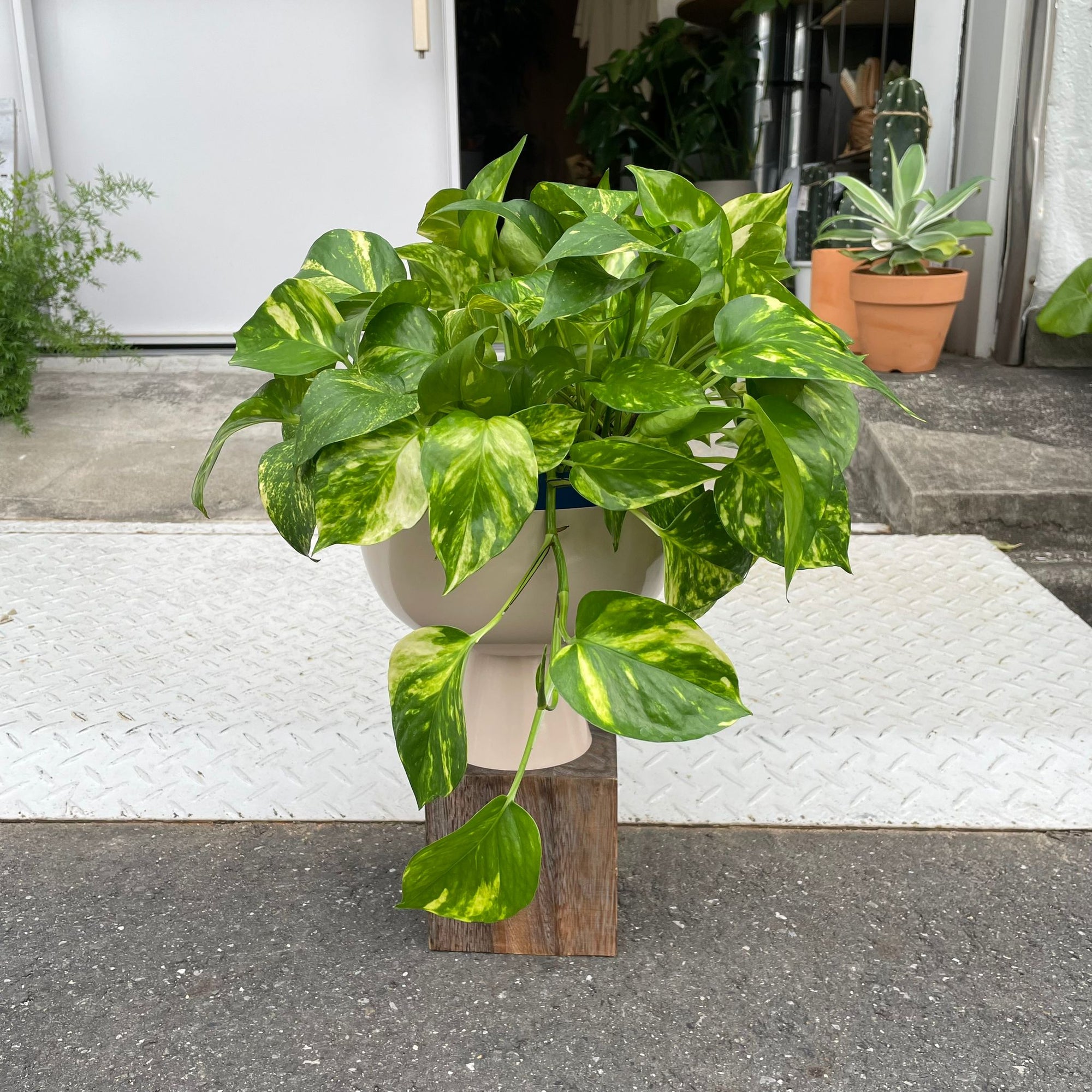 Pothos Devil's Ivy ポトス デビルズアイビー