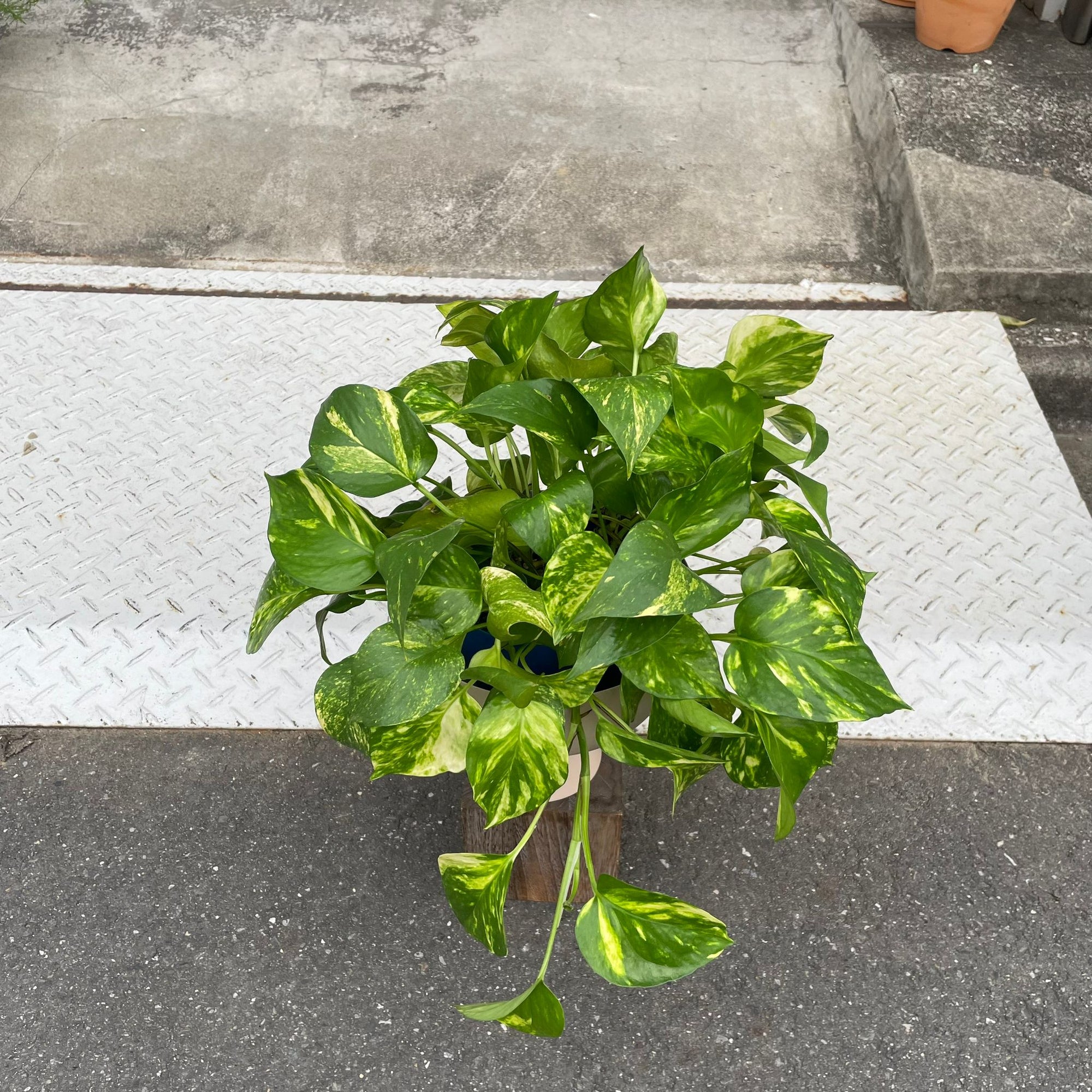 Pothos Devil's Ivy ポトス デビルズアイビー