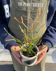 Euphorbia Tirucalli ‘Sticks on Fire’ ユーフォルビア ミルクブッシュ 'スティック オン ファイヤー'