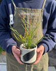 Euphorbia Tirucalli ‘Sticks on Fire’ ユーフォルビア ミルクブッシュ 'スティック オン ファイヤー'
