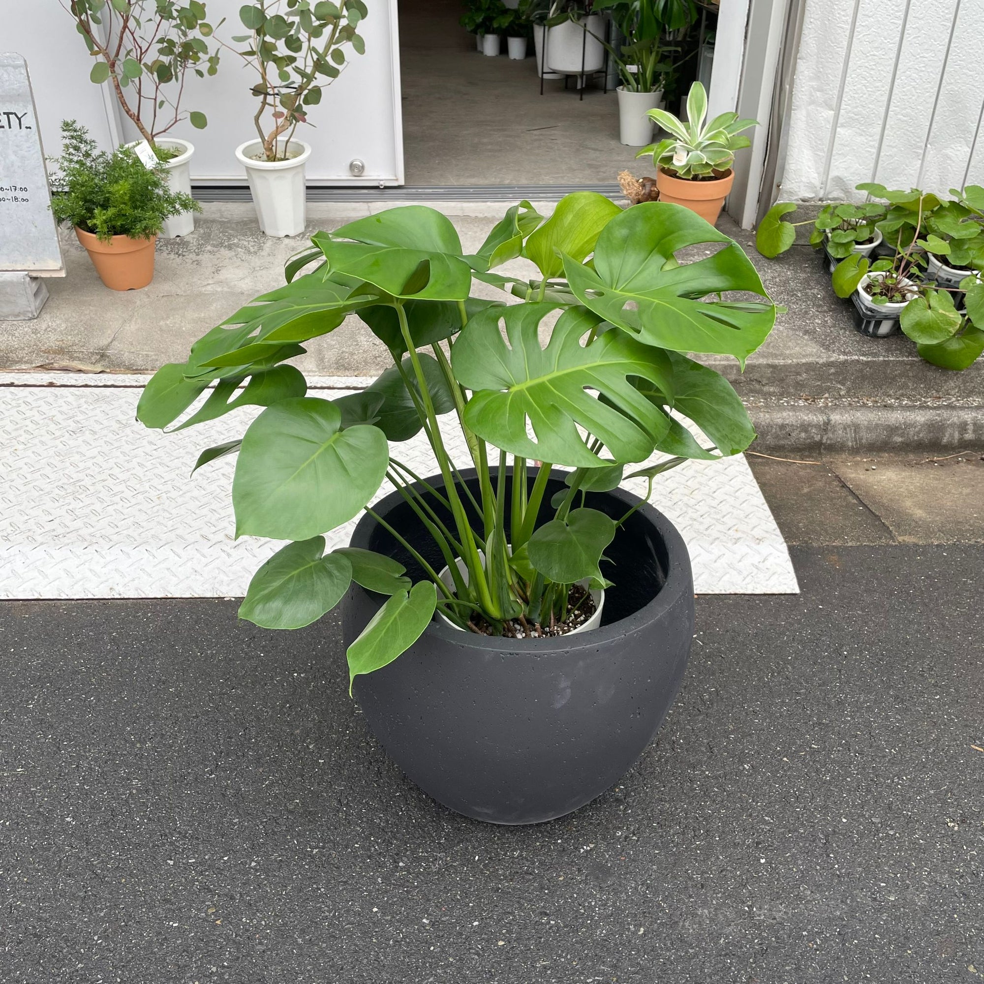 Fruit Salad Plant (Monstera deliciosa)  モンステラ デリシオーサ