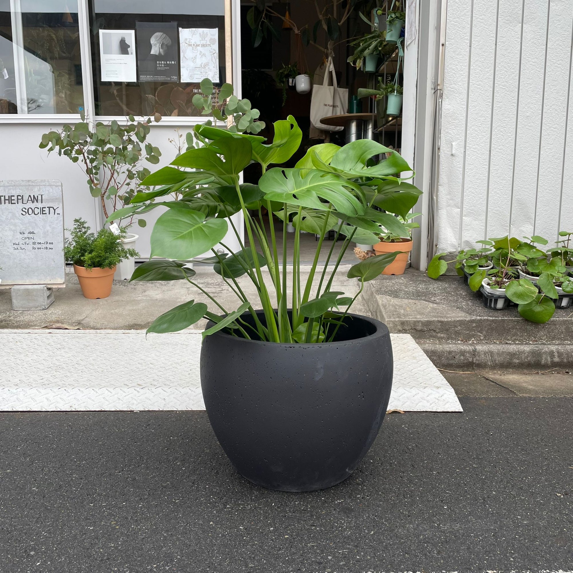 Fruit Salad Plant (Monstera deliciosa)  モンステラ デリシオーサ
