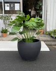 Fruit Salad Plant (Monstera deliciosa)  モンステラ デリシオーサ