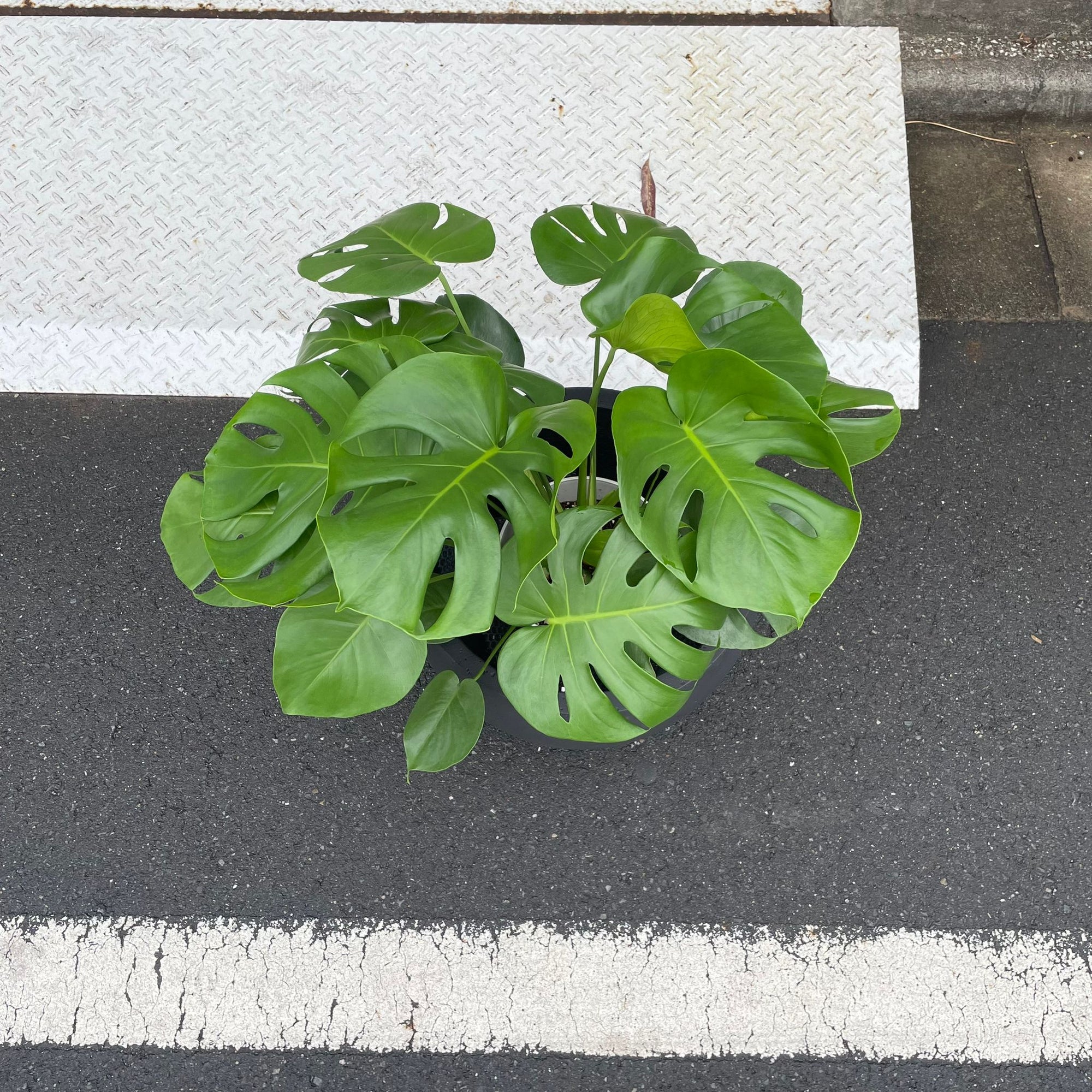 Fruit Salad Plant (Monstera deliciosa)  モンステラ デリシオーサ