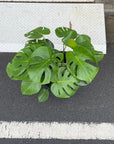 Fruit Salad Plant (Monstera deliciosa)  モンステラ デリシオーサ