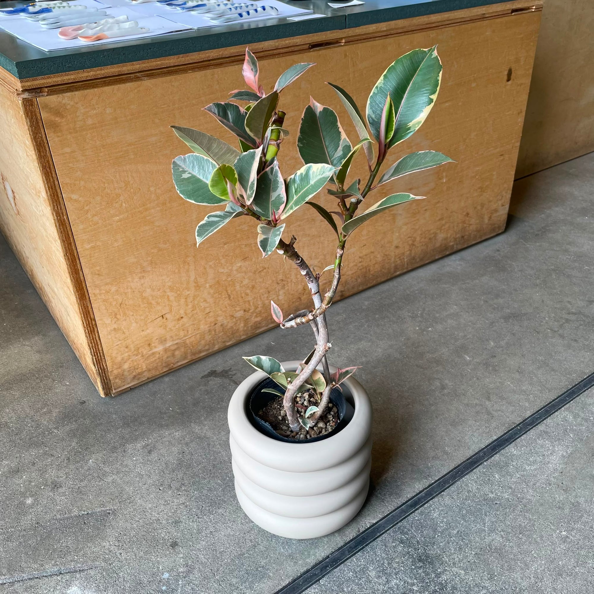 Ficus elastica 'tineke' フィカス・ティネケ