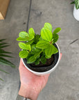 Peperomia Fairy ペペロミア ・フェアリー Size 3