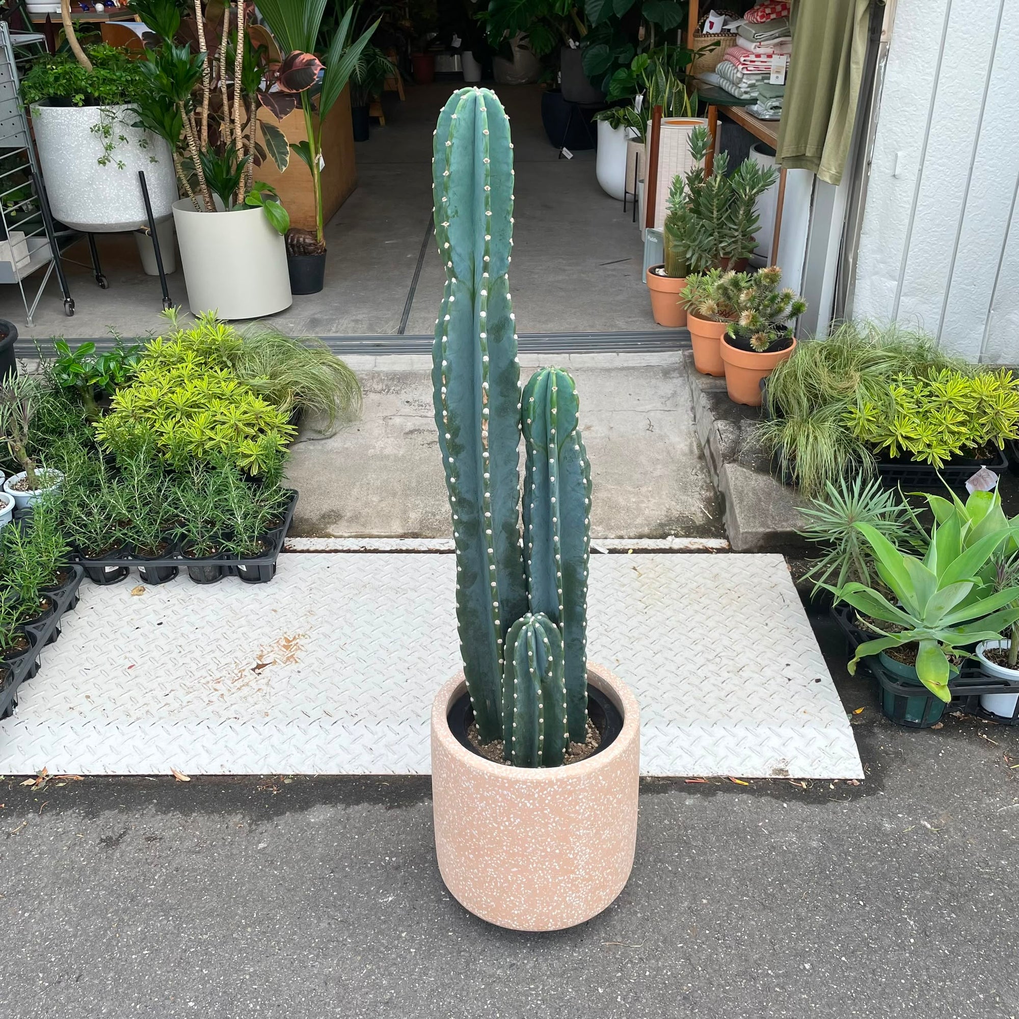 柱サボテン