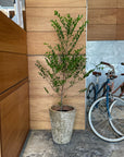 Esna Planter エスナプランター