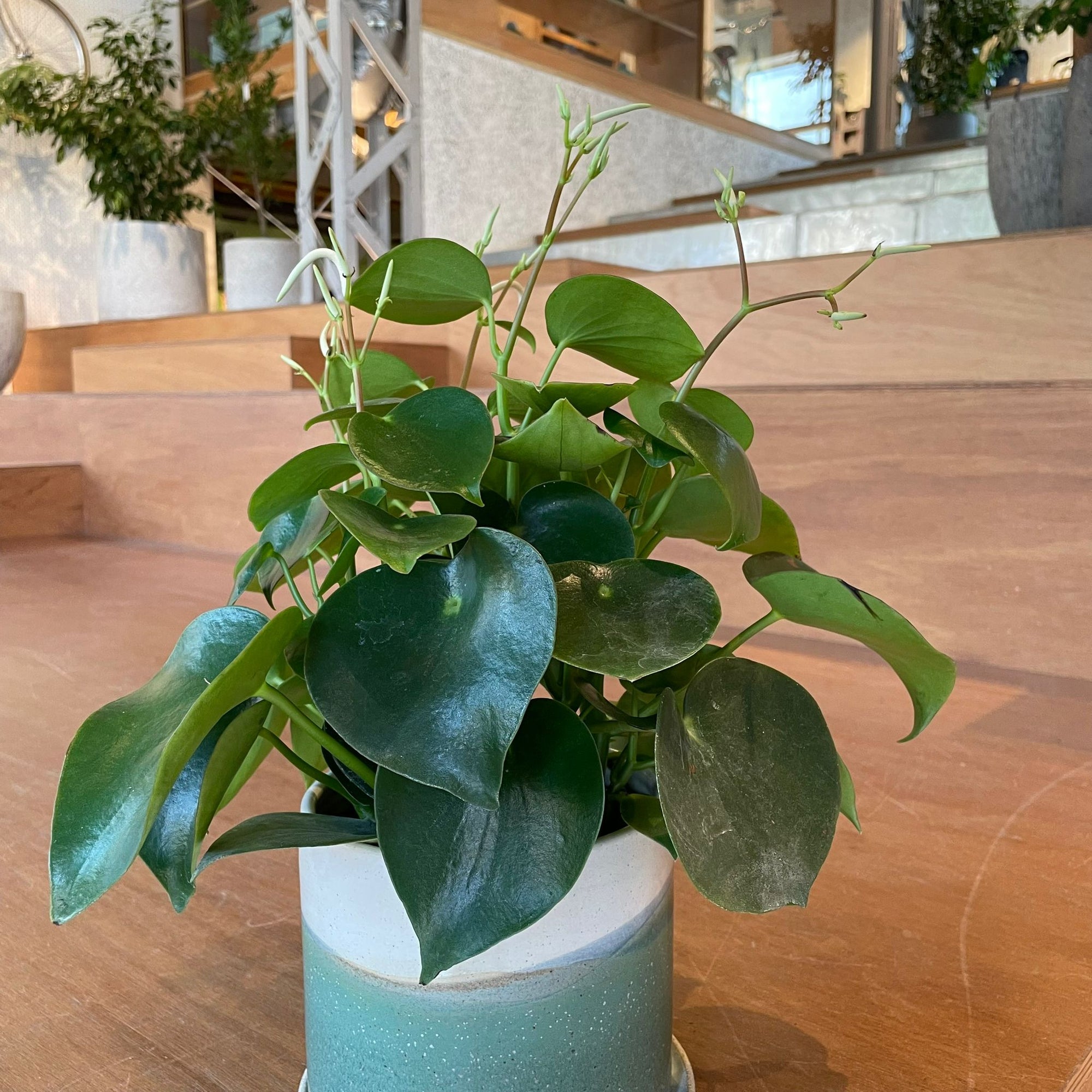 Coin Leaf Peperomia コインリーフぺペロミア