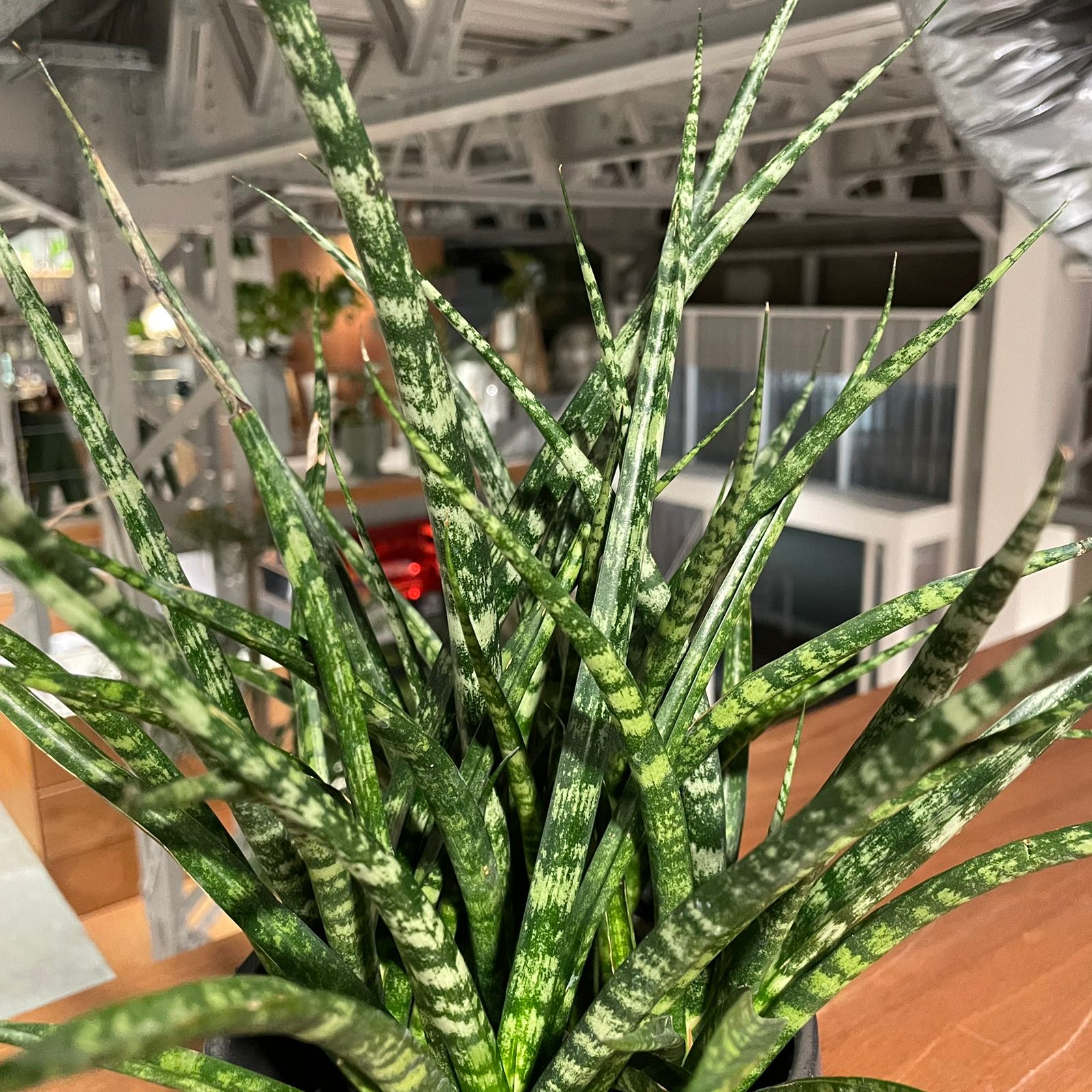 Snake Plant サンスベリア ファーンウッド