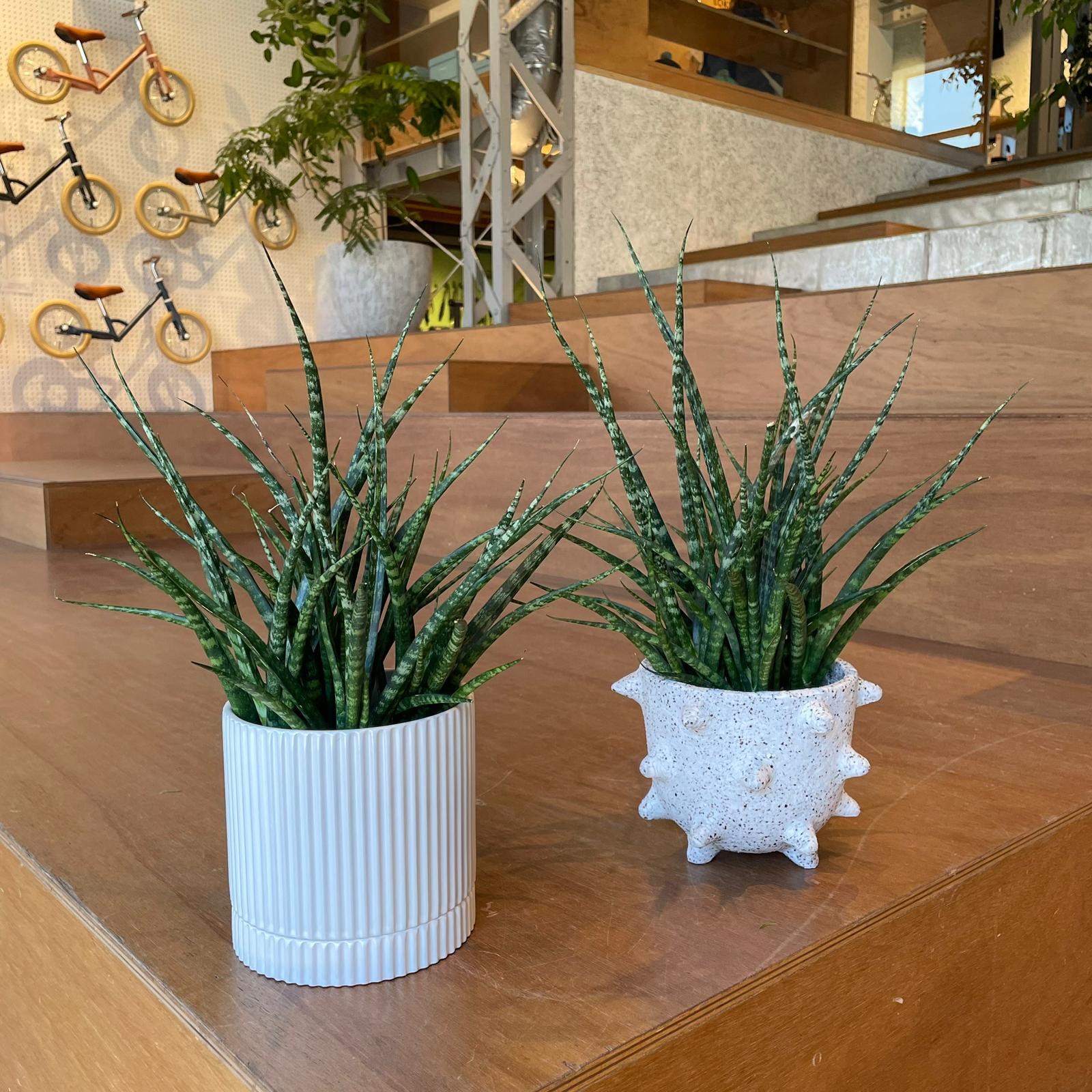 Snake Plant サンスベリア ファーンウッド