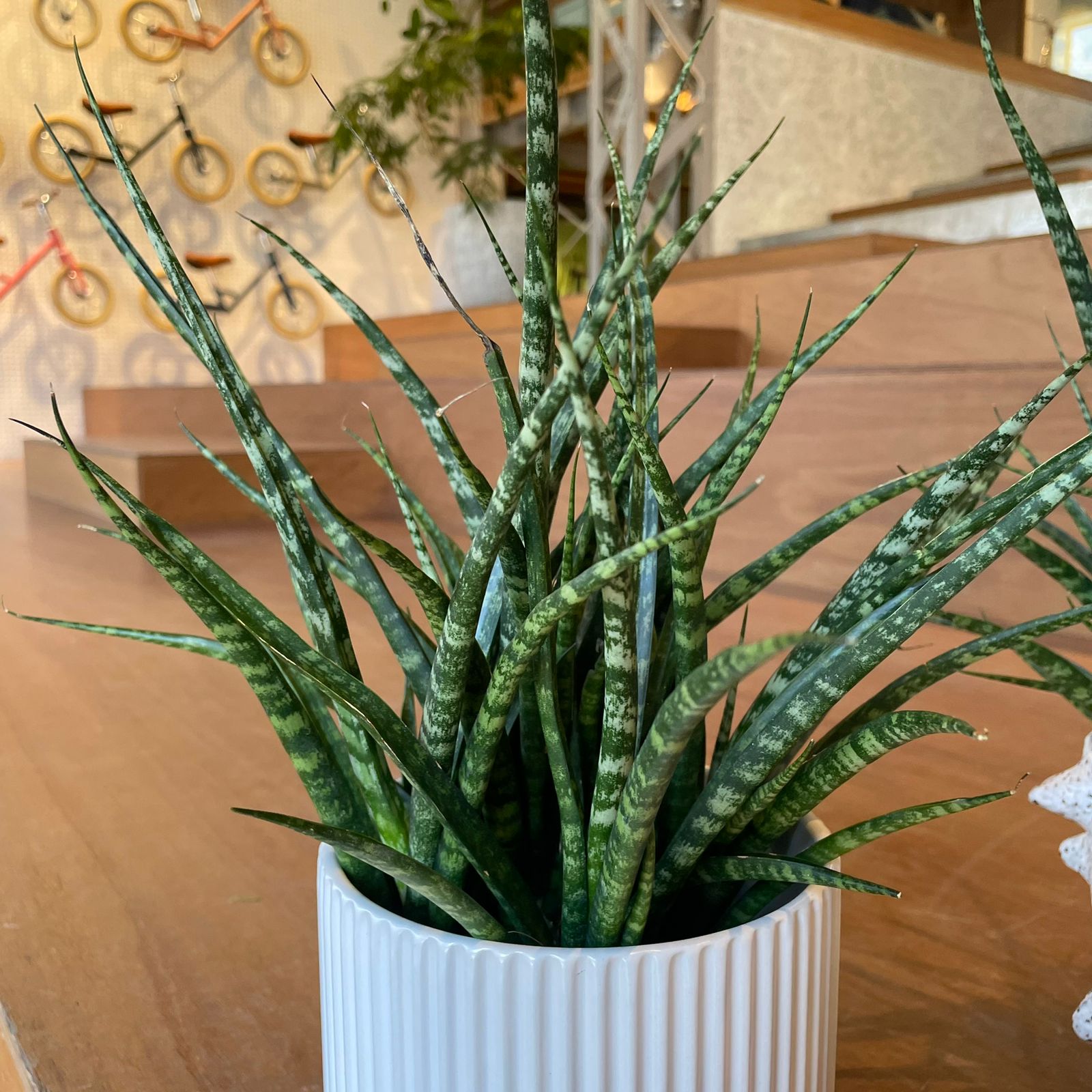 Snake Plant サンスベリア ファーンウッド