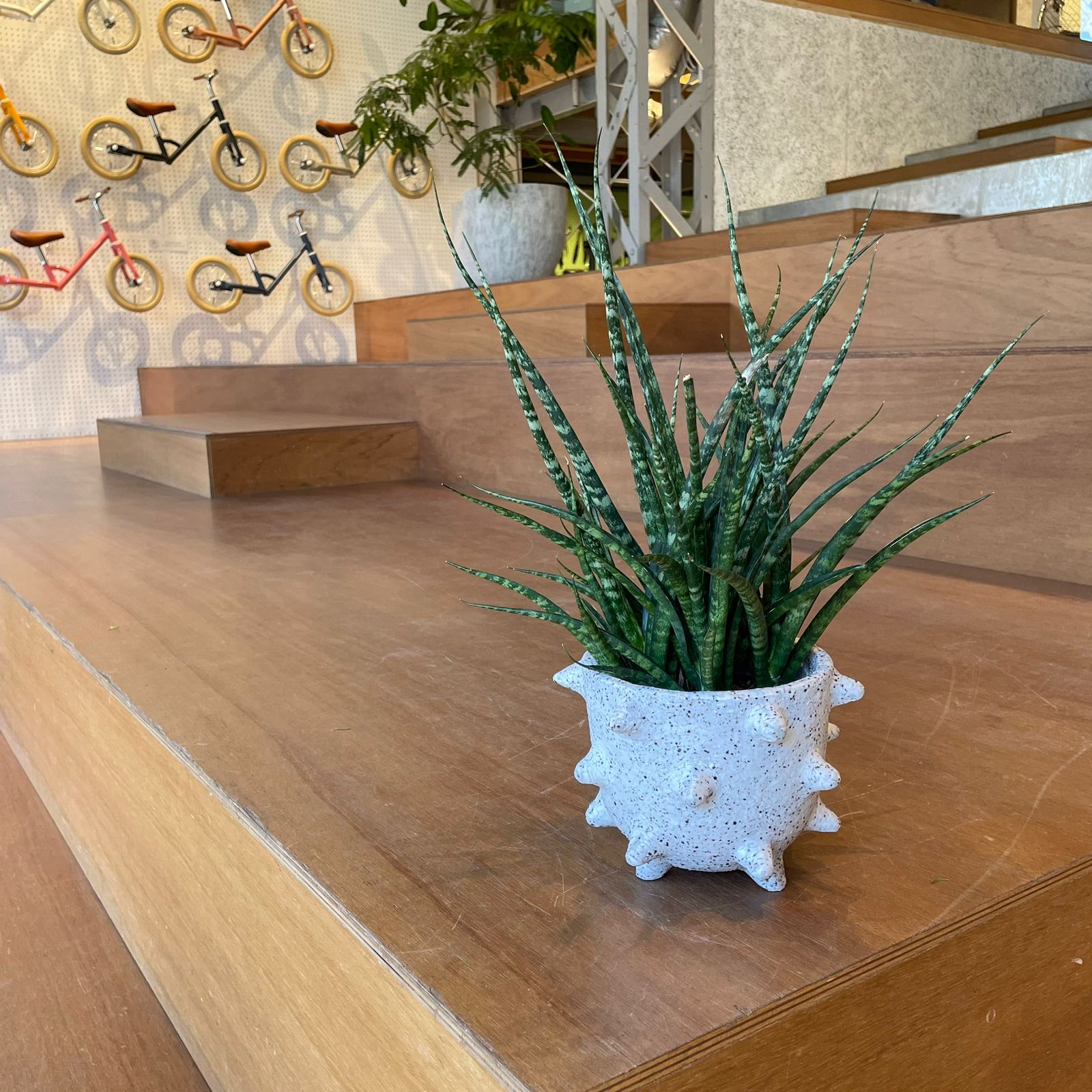 Snake Plant サンスベリア ファーンウッド