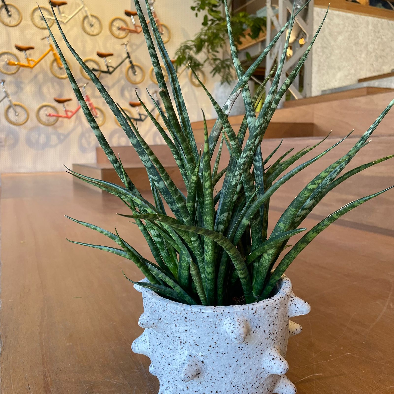 Snake Plant サンスベリア ファーンウッド
